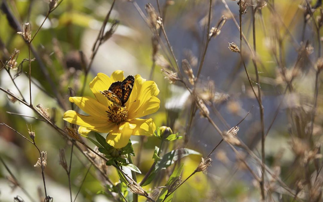 Biodiversity-Key to Healthy Societies, Says HOMEF