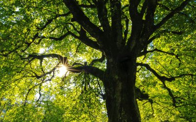 Upcoming School of Ecology: HOMEF Partners with Ecole Urbaine de Lyon